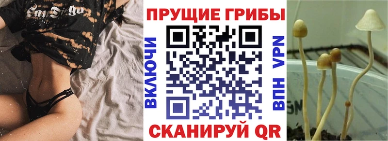 где можно купить   Калининград  Галлюциногенные грибы Psilocybe 